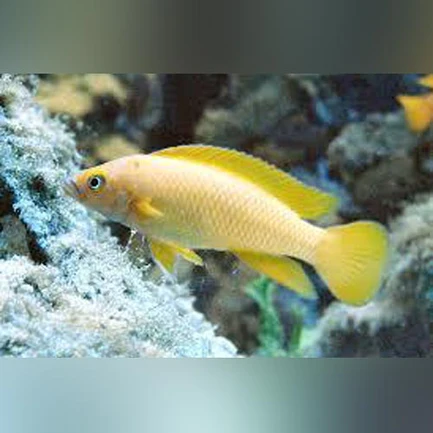 37-1.webp Longior Cichlid