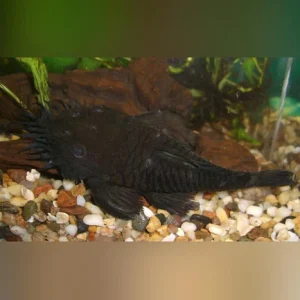 37-2-1.webp L-34 Medusa Pleco