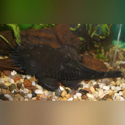 37-2-1.webp L-34 Medusa Pleco