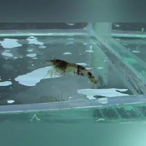 37-3.webp Bumblebee Shrimp