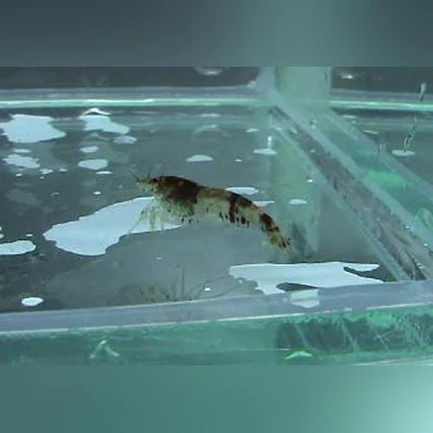 37-3.webp Bumblebee Shrimp