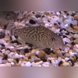 37-5.webp Reticulated Cory