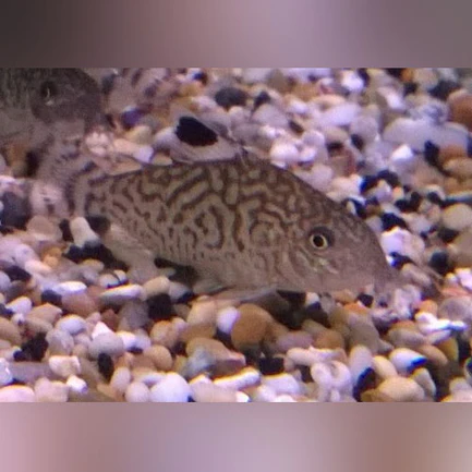 37-5.webp Reticulated Cory