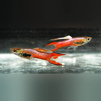 37-6.webp Shocking Pink Endler - Male