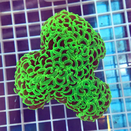 37.webp Green Hammer Coral