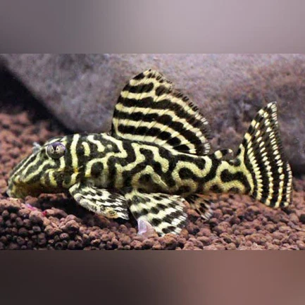 38-1-1.webp L-340 Megaclown Pleco
