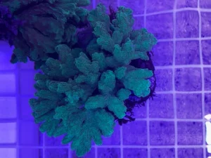 38-1.webp Green Metallic Torch Coral