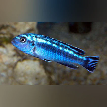 38-2.webp Maingano Electric Blue Cichlid
