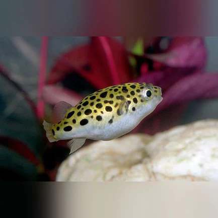 38-3.webp Green Spotted Puffer