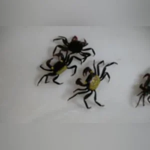 38-4.webp Vampire Crab