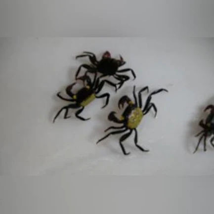 38-4.webp Vampire Crab