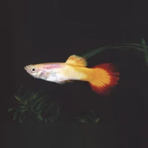 38-7.webp Tequila Sunrise Guppy (Pair)