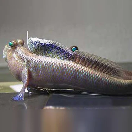 39-1.webp Indian Mudskipper