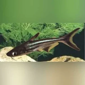 39-2.webp Iridescent Shark