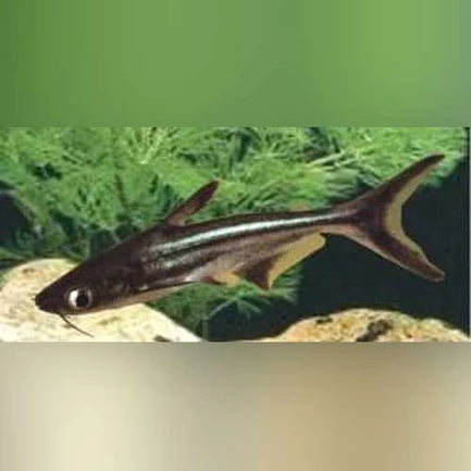 39-2.webp Iridescent Shark