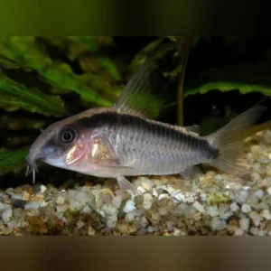 39-4.webp Skunk Cory