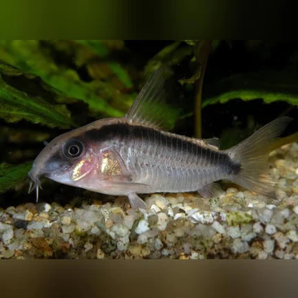 39-4.webp Skunk Cory