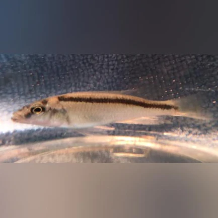 39.webp Malawi Trout