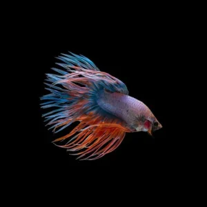 4-10.webp Crowntail Betta
