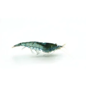 4-11.webp Blue Velvet Shrimp
