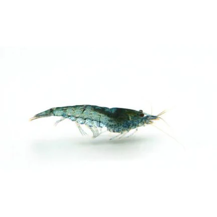 4-11.webp Blue Velvet Shrimp
