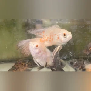 4-13-1.webp Albino Tiger Oscar Long Fin