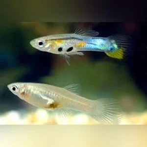 4-14.webp Feeder Guppies 50 pack