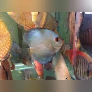 4-15.webp Diamond Blue Discus