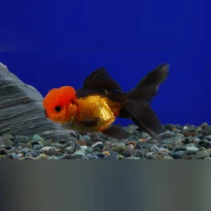 4-16.webp Black and Red Oranda Goldfish