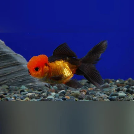 4-16.webp Black and Red Oranda Goldfish