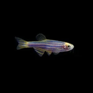 4-18.webp Cosmic Blue Danio