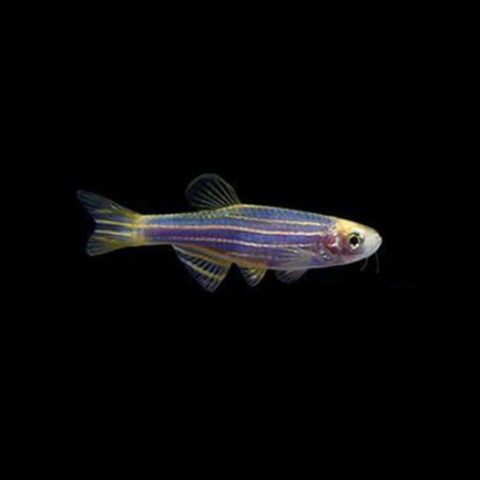 4-18.webp Cosmic Blue Danio