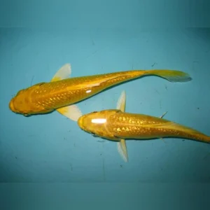 Gold Yamabuki Ogon Koi