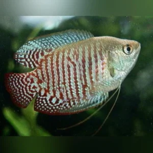4-20.webp Dwarf Gourami Male