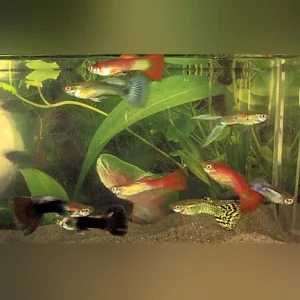 4-21.webp Assorted Color Male Guppies (Lot of 6)