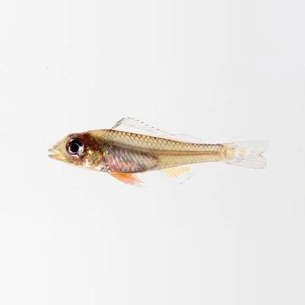 4-3.webp Biotecus Fairy Cichlid