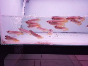 4.jpg Banjar Red Arowana Fish