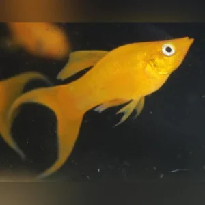 24 kt Lyre Tail Molly