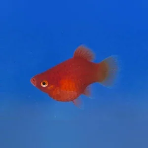 4-6-1.webp Dwarf Coral Red Platy