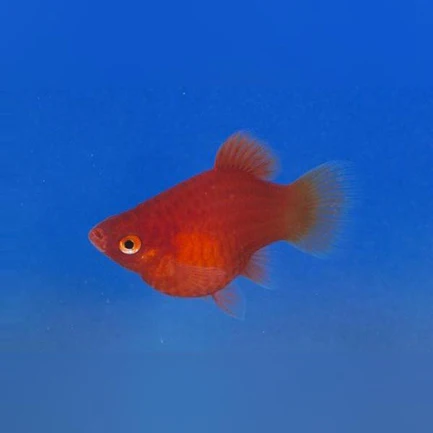 4-6-1.webp Dwarf Coral Red Platy