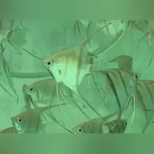 4-6.webp Altum Angelfish Hybrid