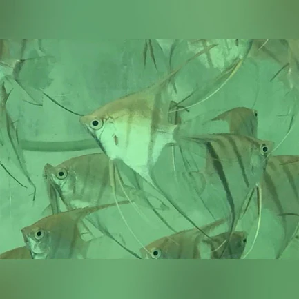 4-6.webp Altum Angelfish Hybrid