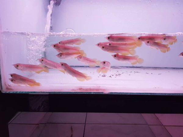 4.jpg Banjar Red Arowana Fish
