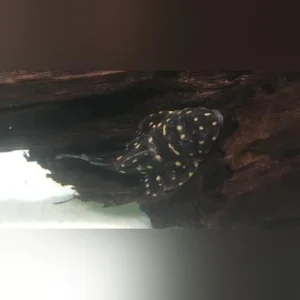 4-7.webp L-007 Galaxy Vampire Pleco