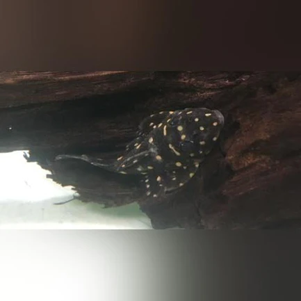 4-7.webp L-007 Galaxy Vampire Pleco
