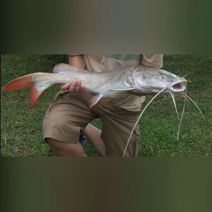 4-8.webp Asian Red Tail Catfish Albino