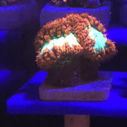 4.1.webp Blassto Wellsi Frag