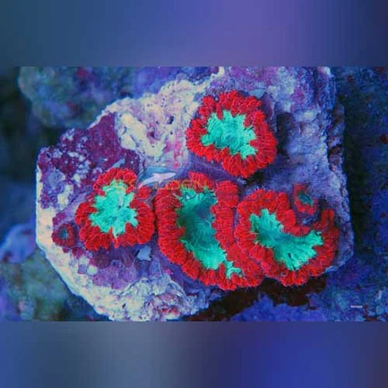 4.2.webp Blassto Wellsi Frag