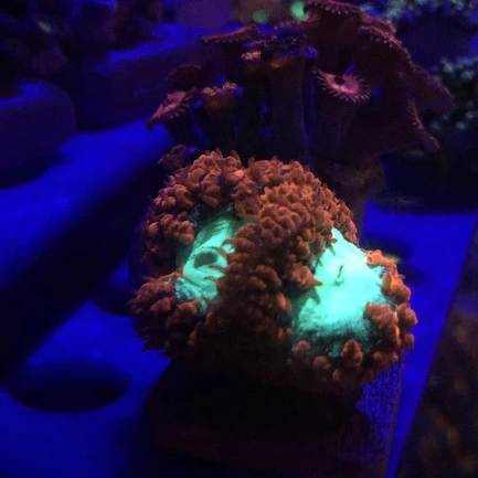 4.webp Blassto Wellsi Frag