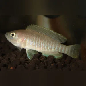 40-1.webp Multifasciatus Shell Dweller